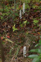 Atlantic Ladies’ Tresses