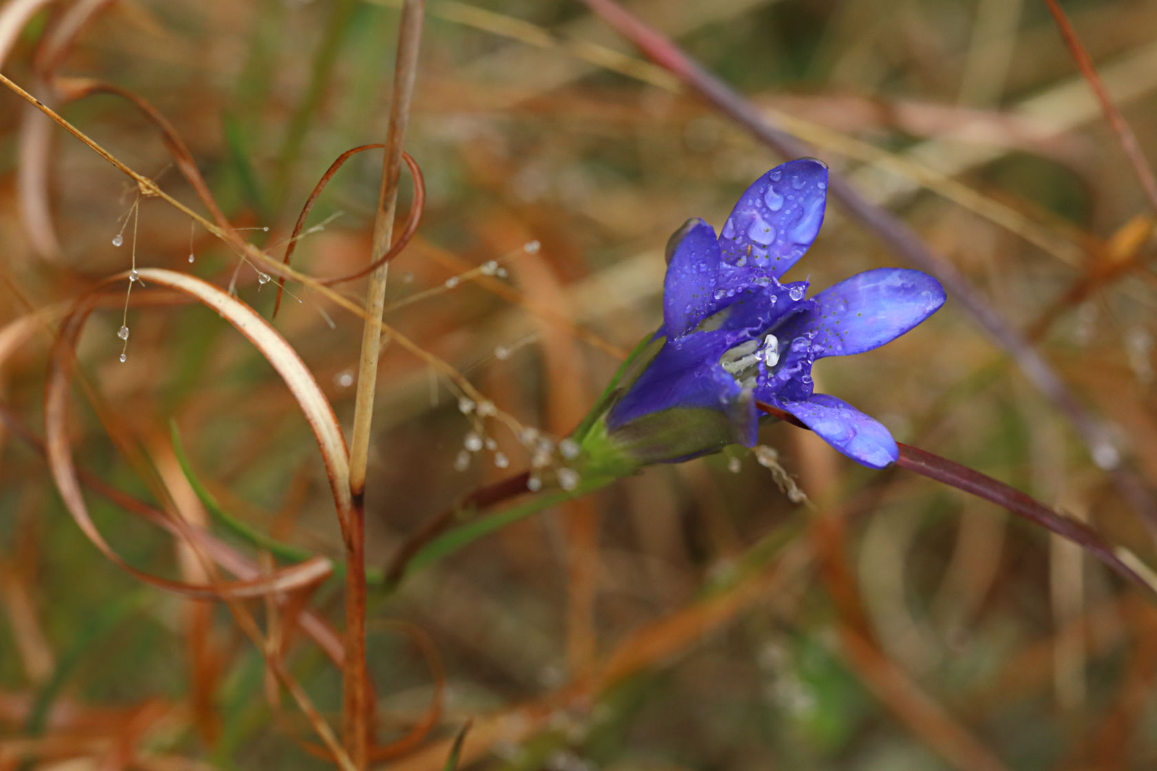 Pine Barren Gentian