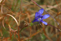 Pine Barren Gentian