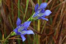 Pine Barren Gentian