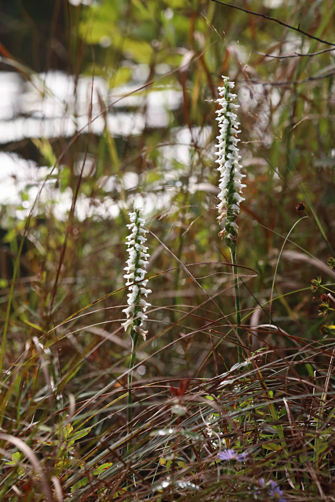 Atlantic Ladies’ Tresses