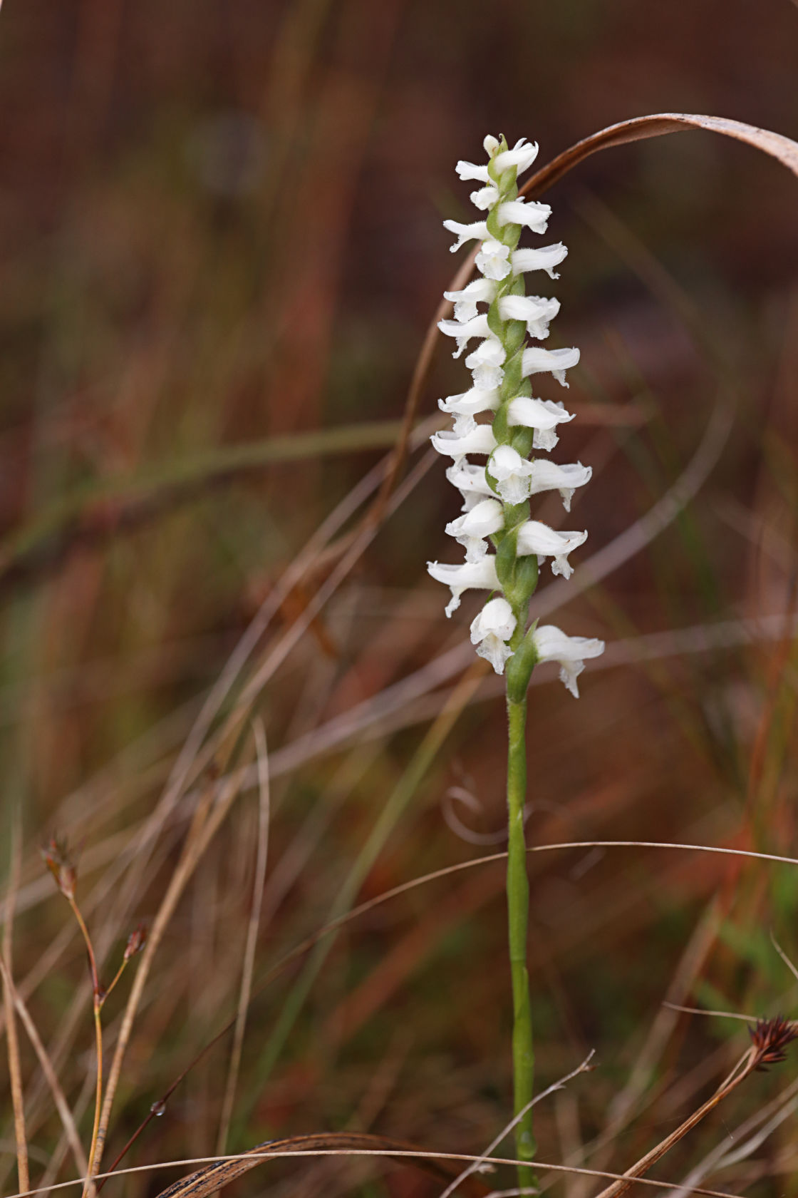 Nodding Ladies' Tresses