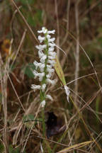 Atlantic Ladies’ Tresses