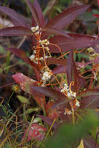 Common Dodder