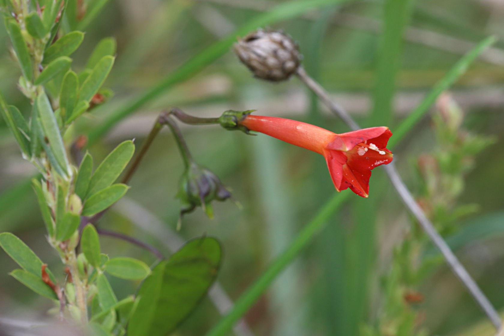 Red Morning Glory