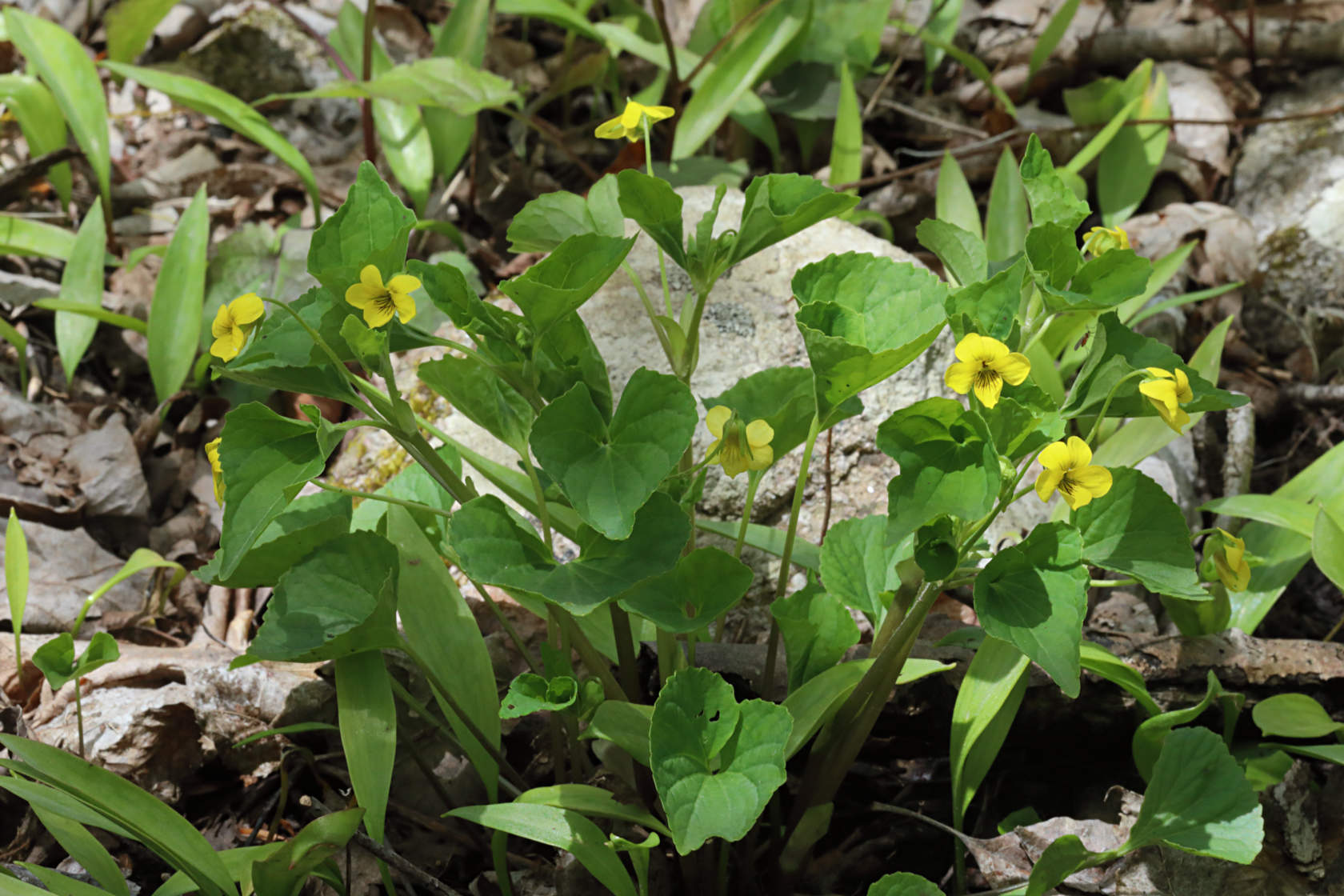 Smooth Yellow Violet