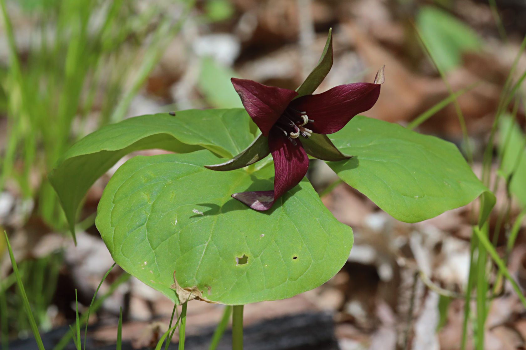 Purple Trillium