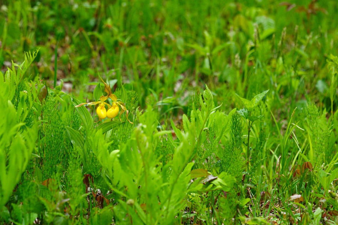 Large Yellow Lady's Slipper