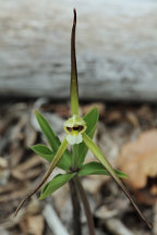 Large Whorled Pogonia