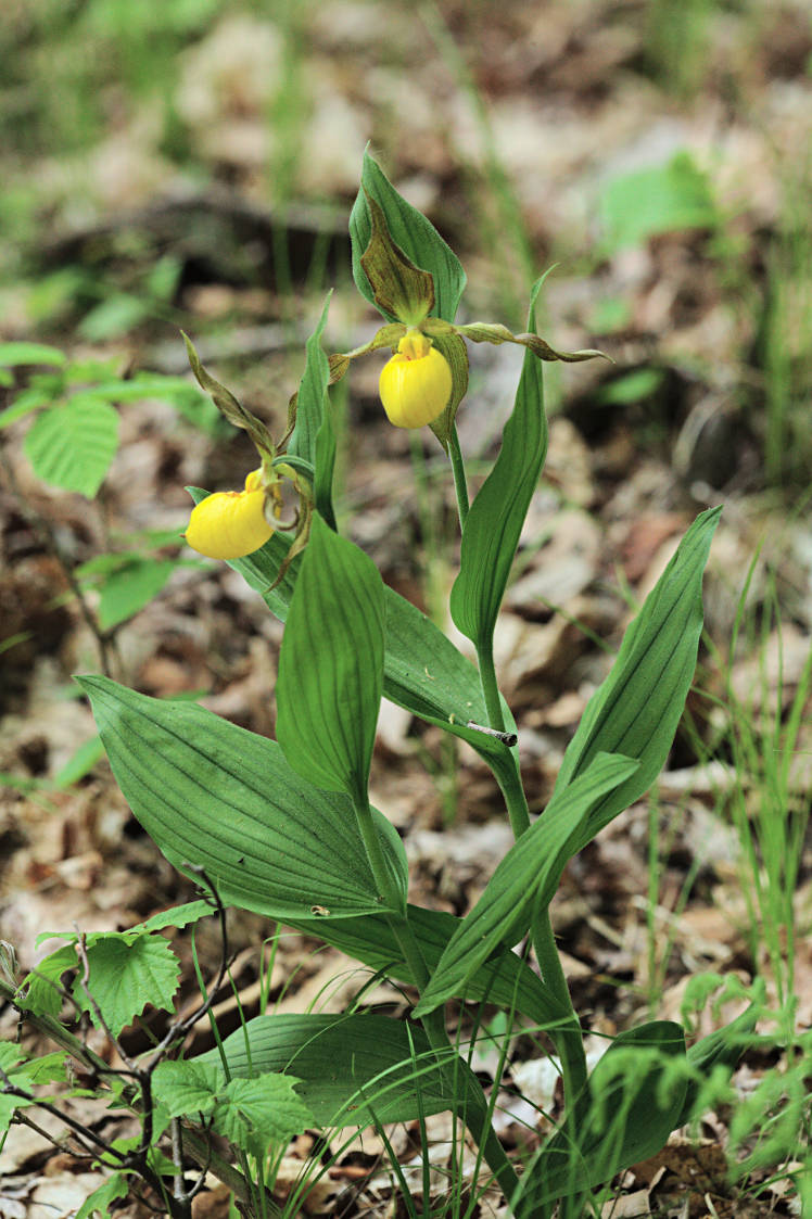 Large Yellow Lady's Slipper