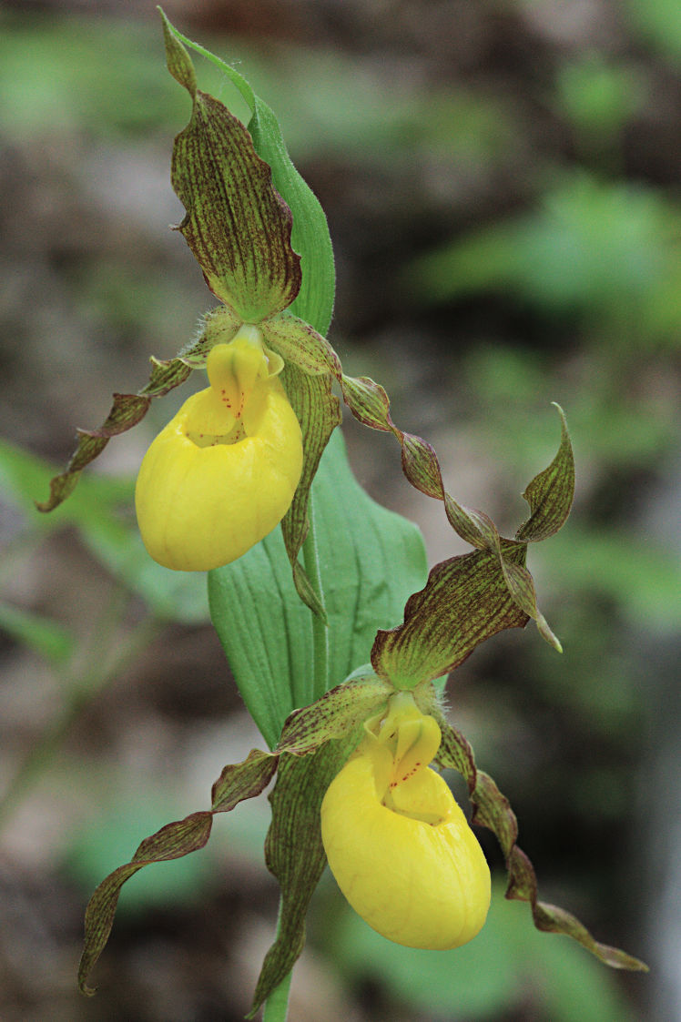 Large Yellow Lady's Slipper