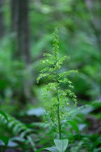 False Hellebore