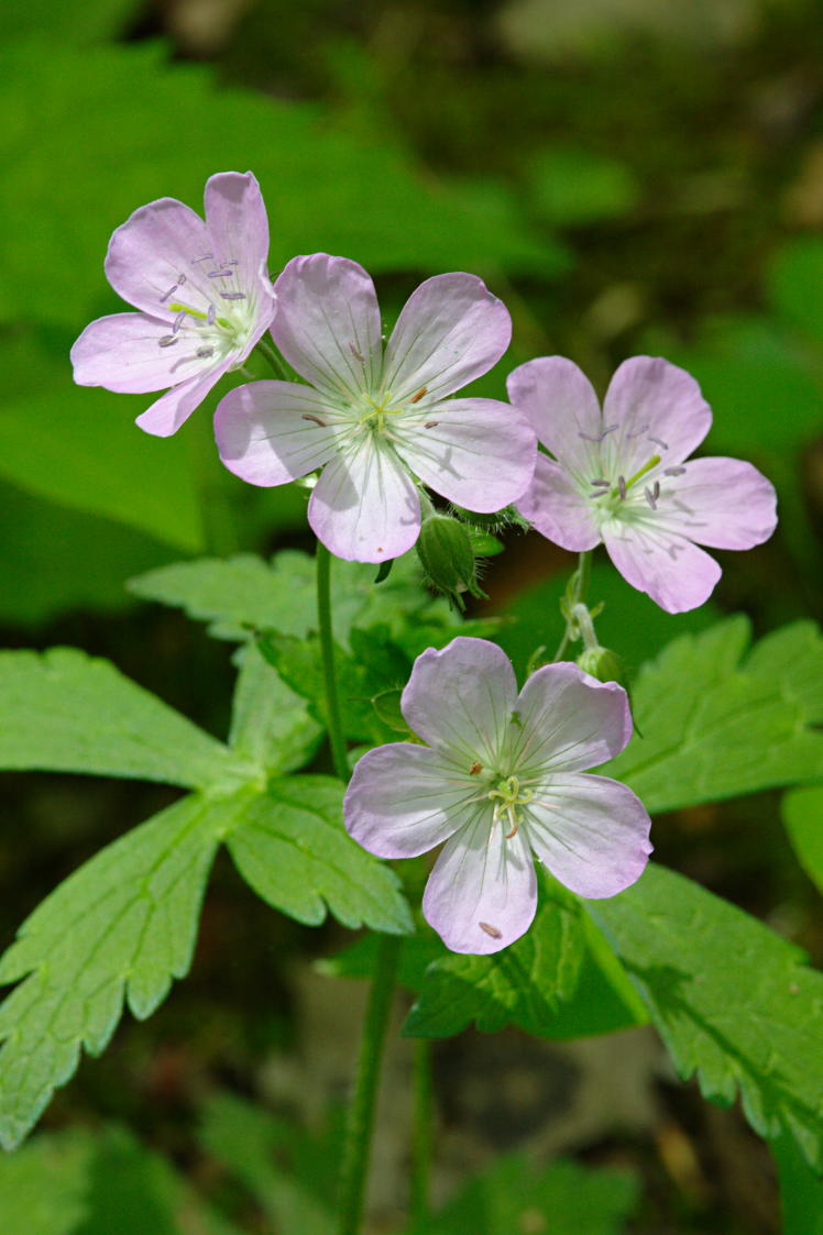 Wild Geranium