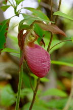 Pink Lady's Slipper