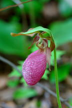 Pink Lady's Slipper