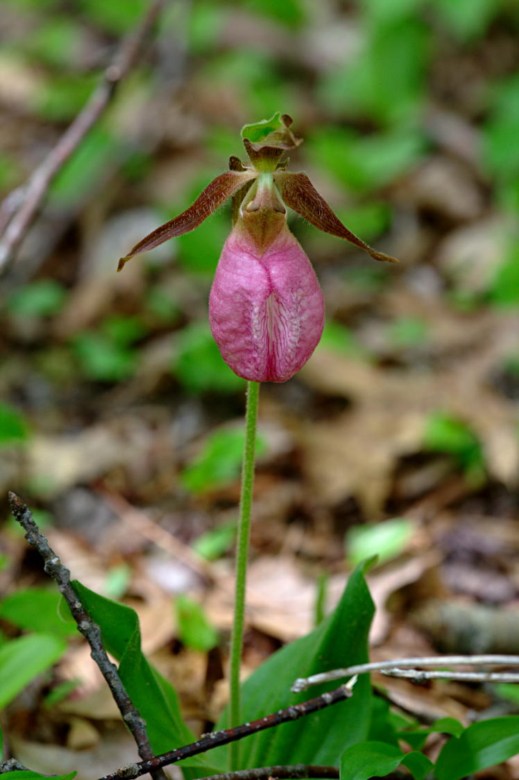 Pink Lady's Slipper