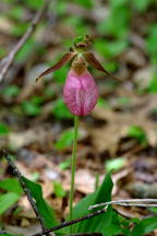 Pink Lady's Slipper