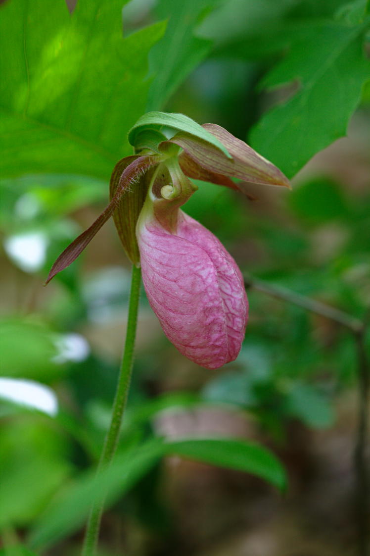 Pink Lady's Slipper