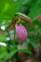 Pink Lady's Slipper