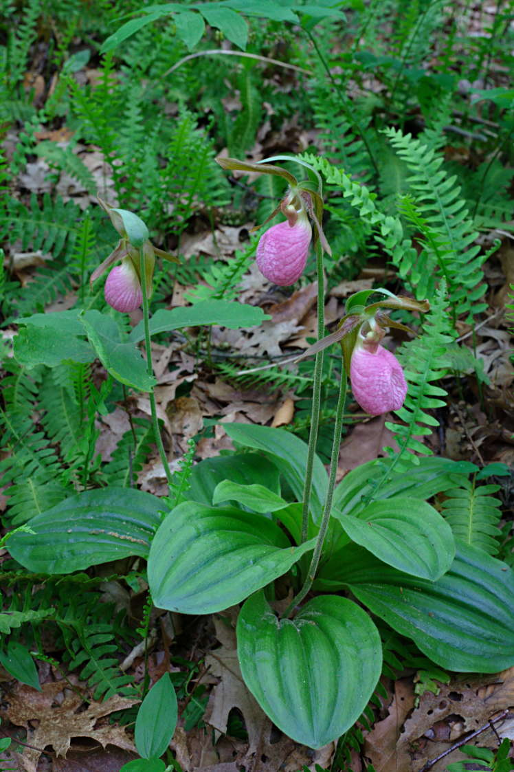 Pink Lady's Slipper