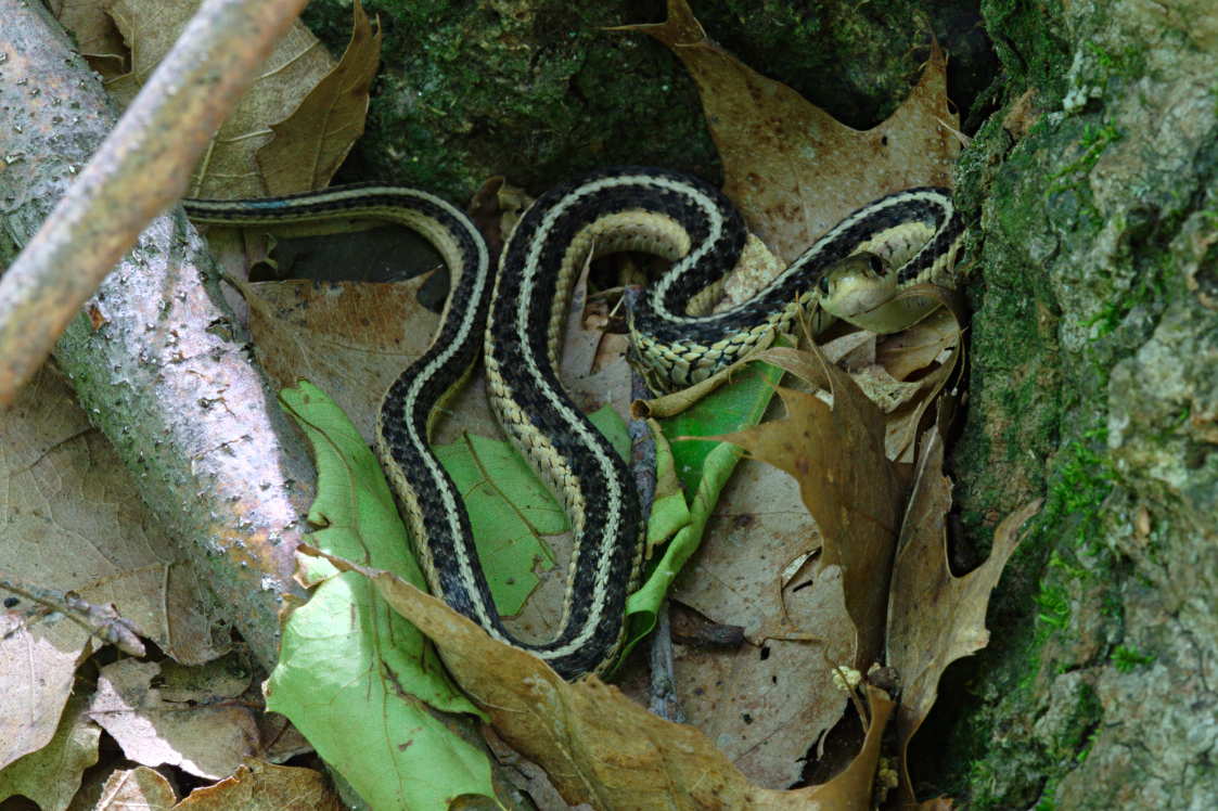 Eastern Garter Snake