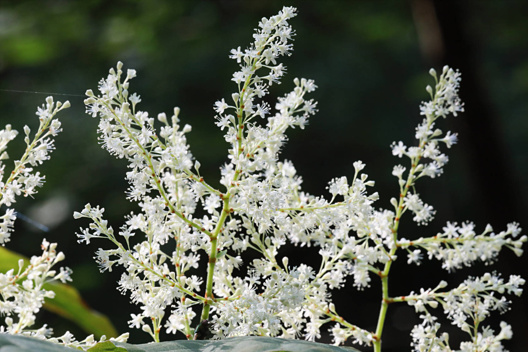 Japanese Knotweed