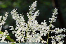 Japanese Knotweed