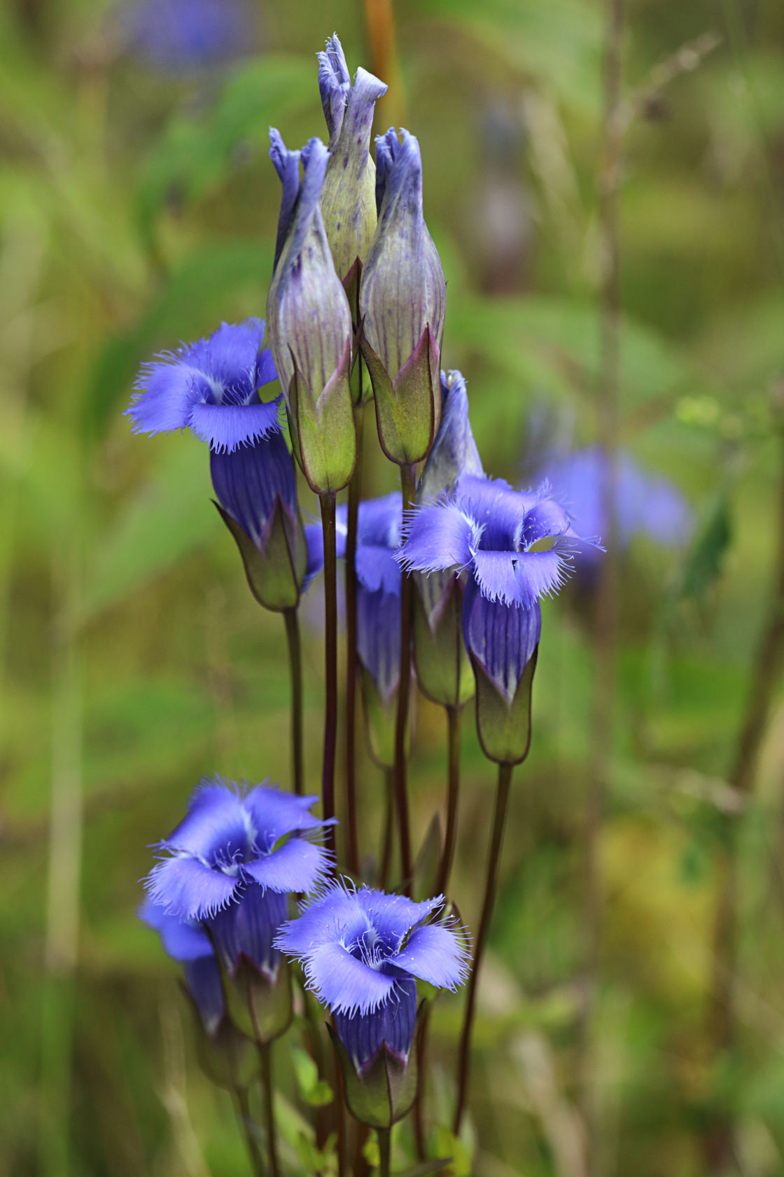 Greater Fringed Gentian