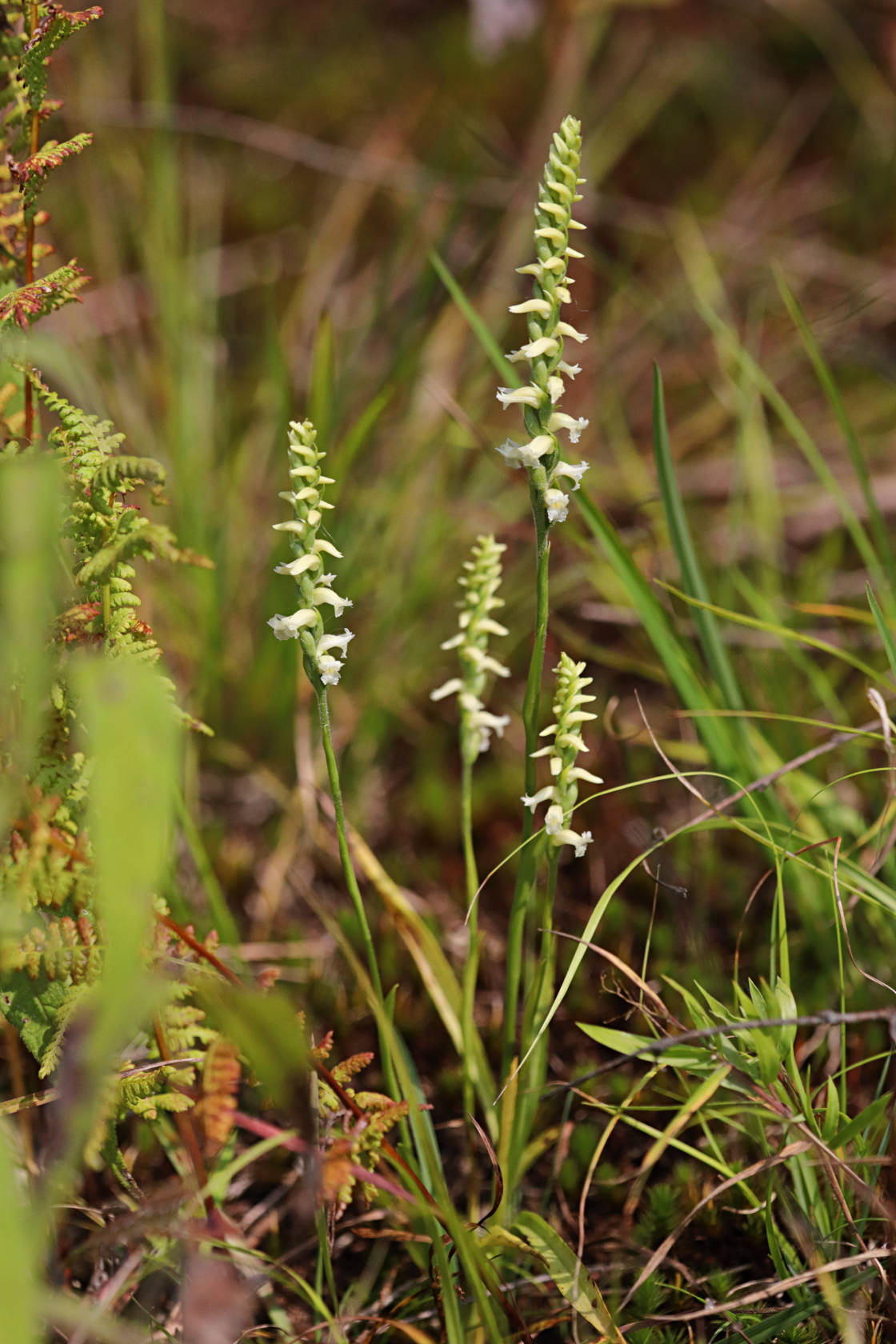 Yellow Ladies' Tresses