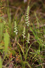 Yellow Ladies' Tresses