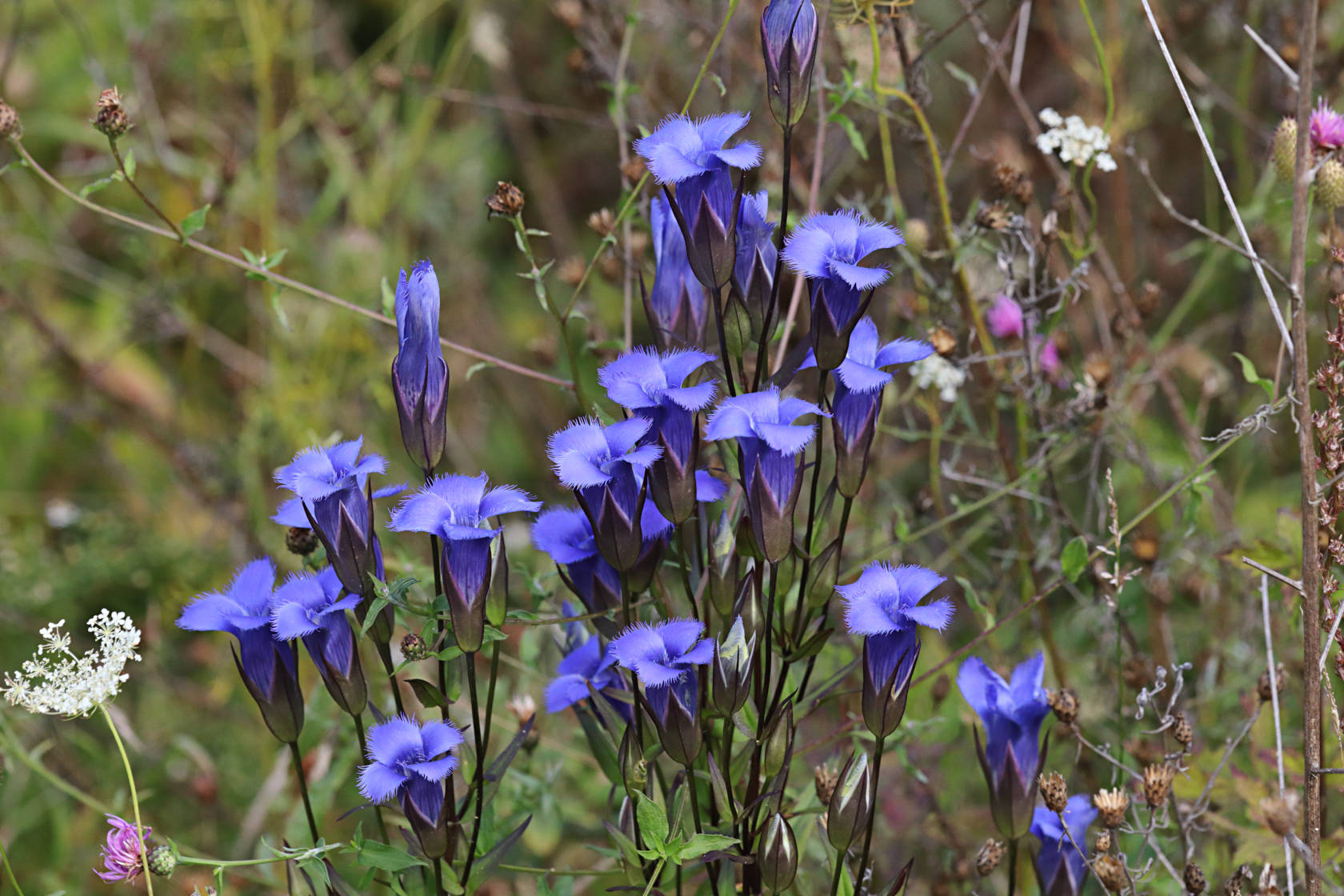 Greater Fringed Gentian