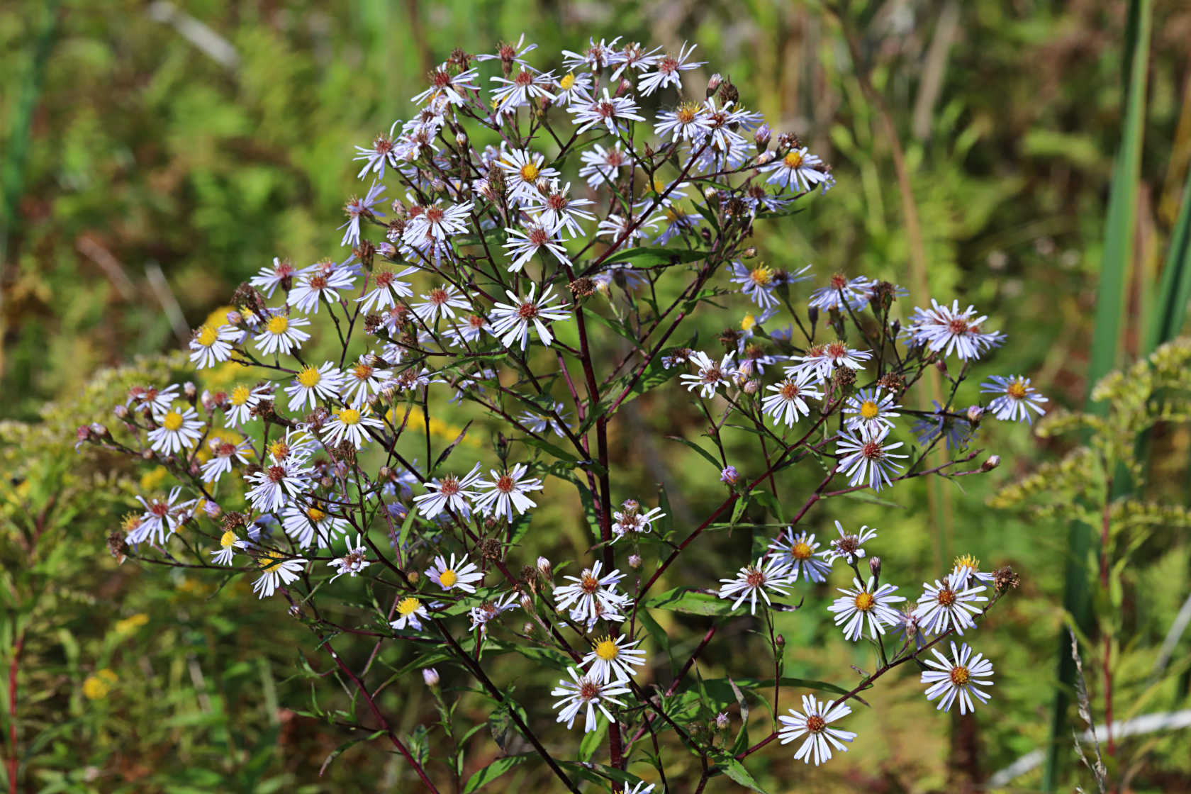 Small White Aster