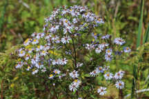 Small White Aster