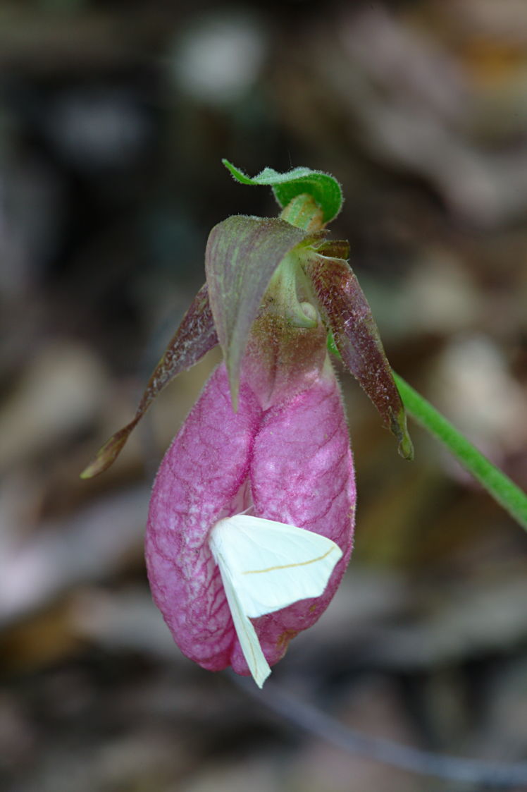 Pink Lady's Slipper