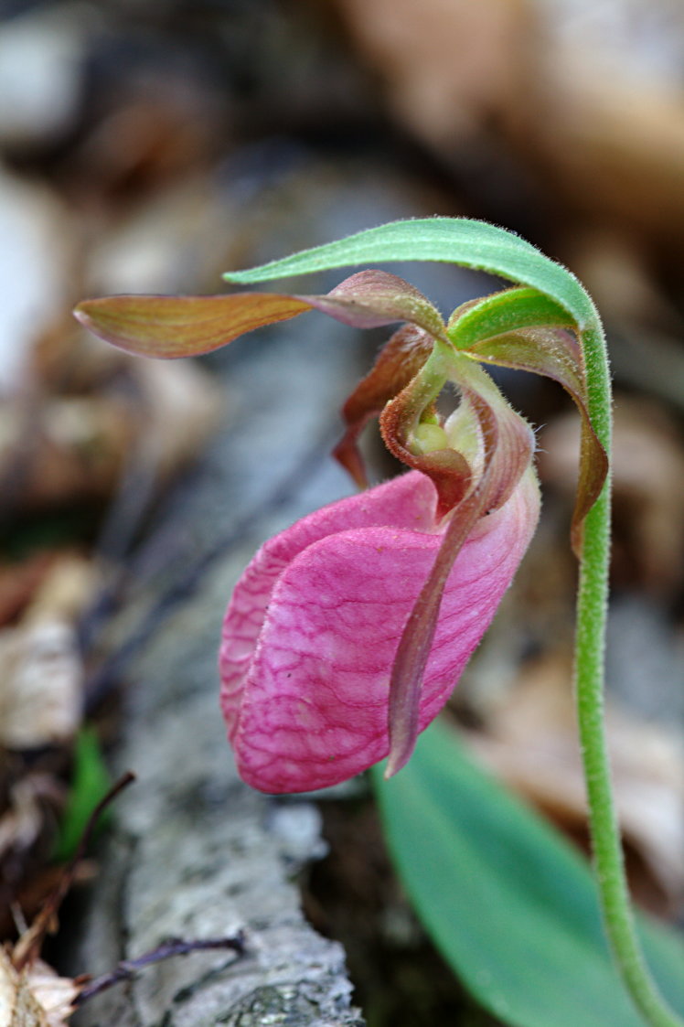 Pink Lady's Slipper