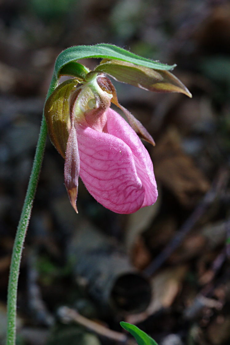 Pink Lady's Slipper