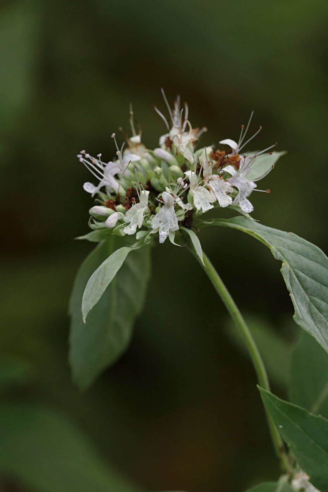 Hoary Mountain Mint