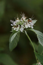 Hoary Mountain Mint