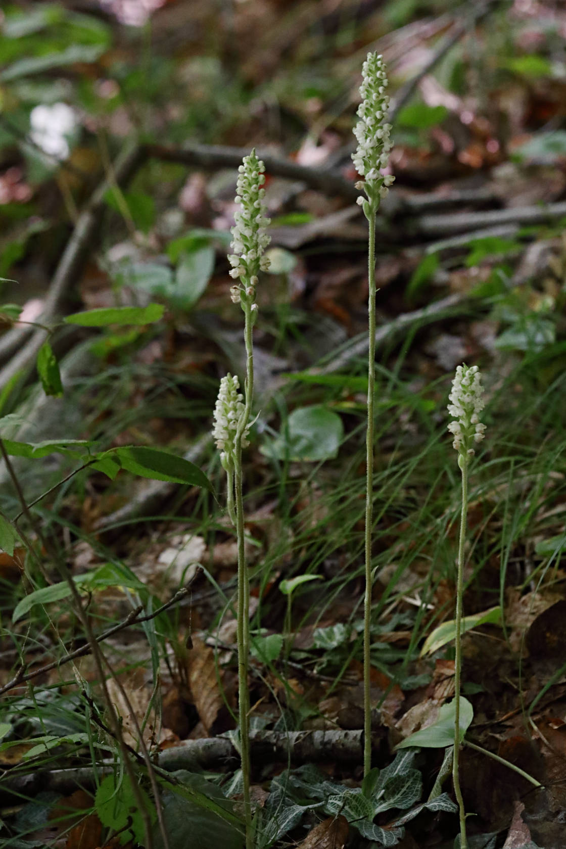 Downy Rattlesnake Plantain