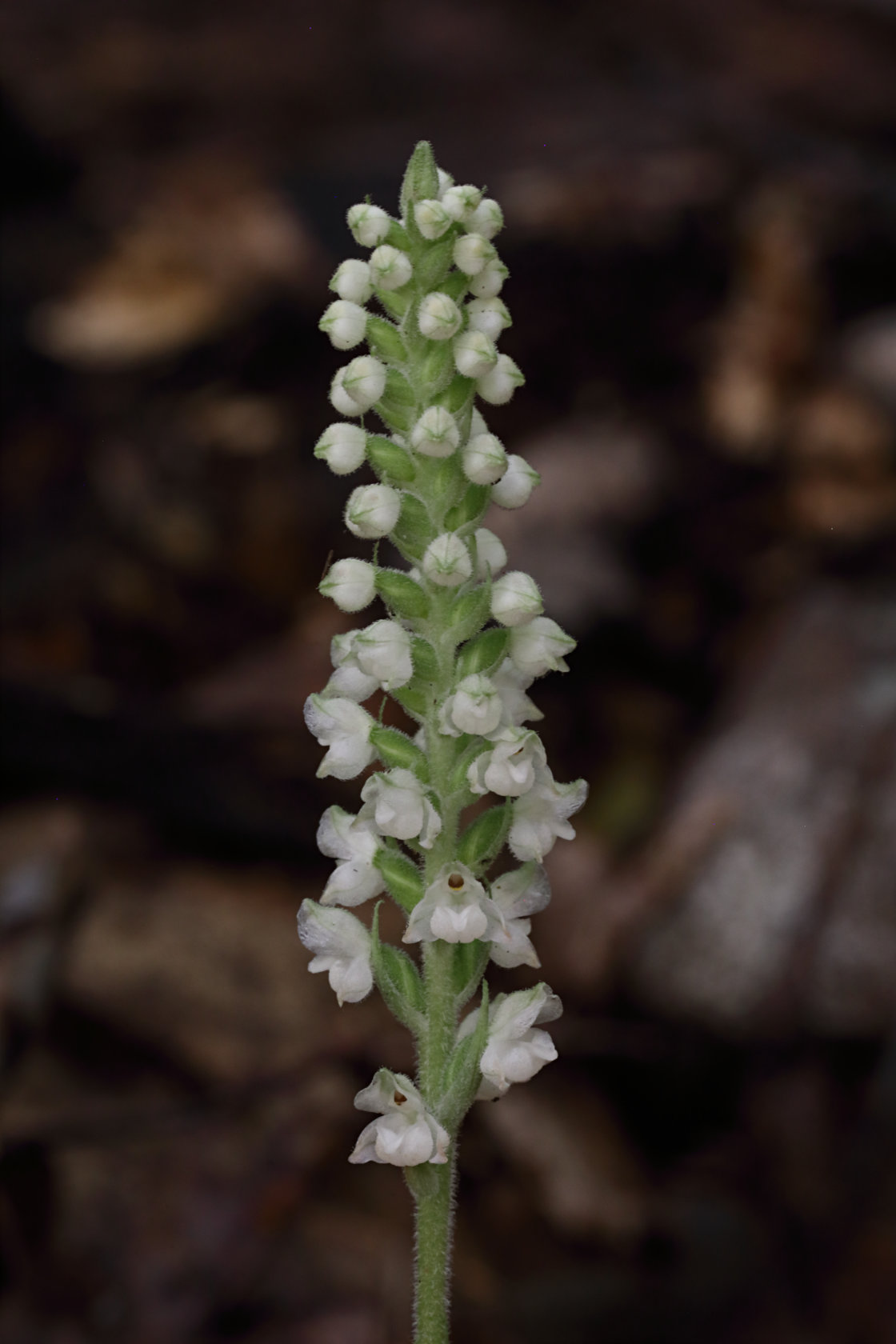 Downy Rattlesnake Plantain