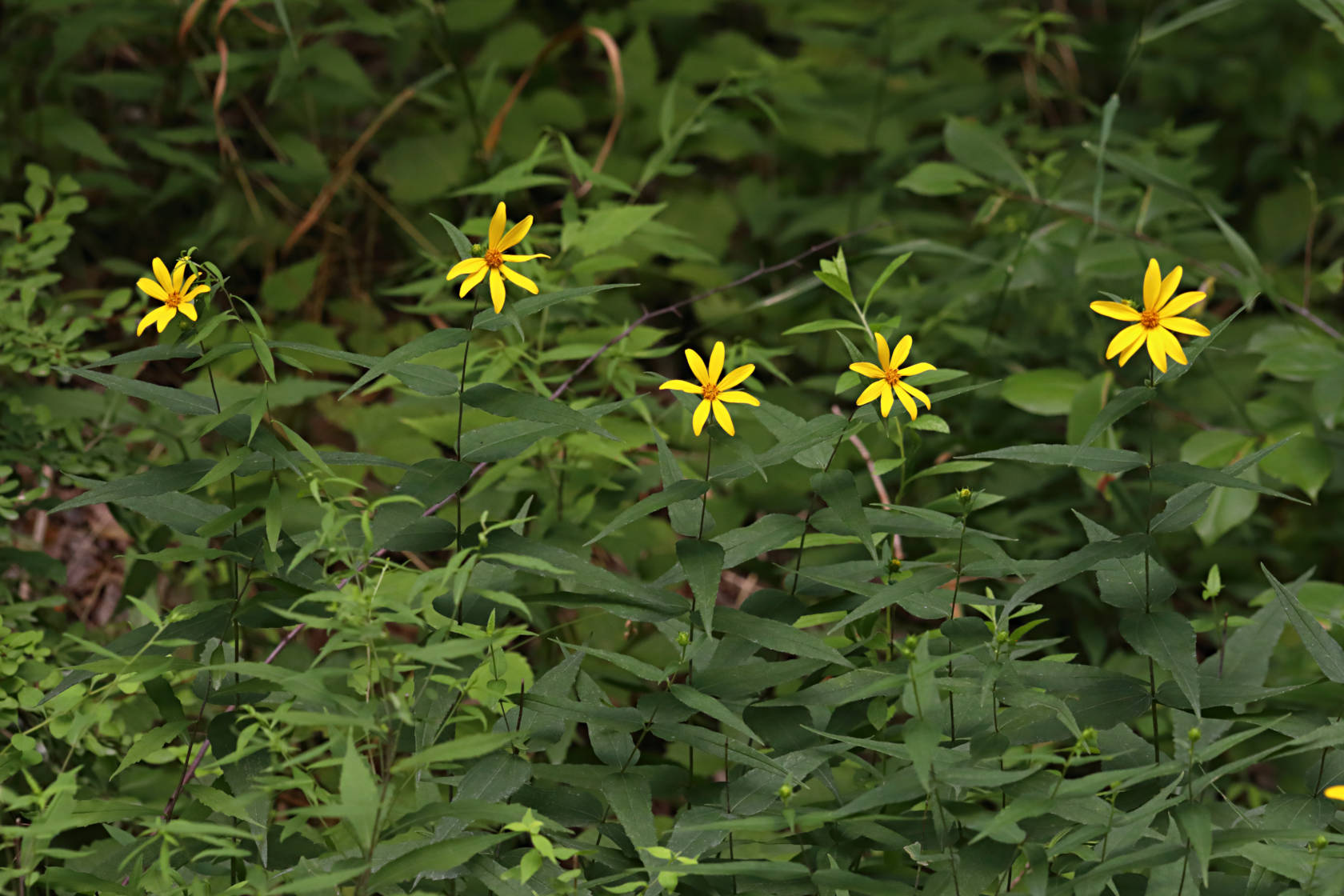 Woodland Sunflower