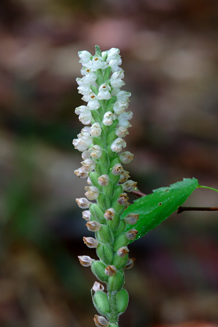 Downy Rattlesnake Plantain