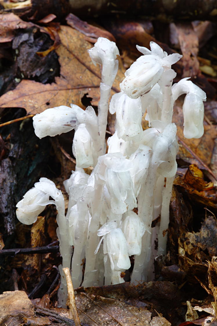 Indian Pipe