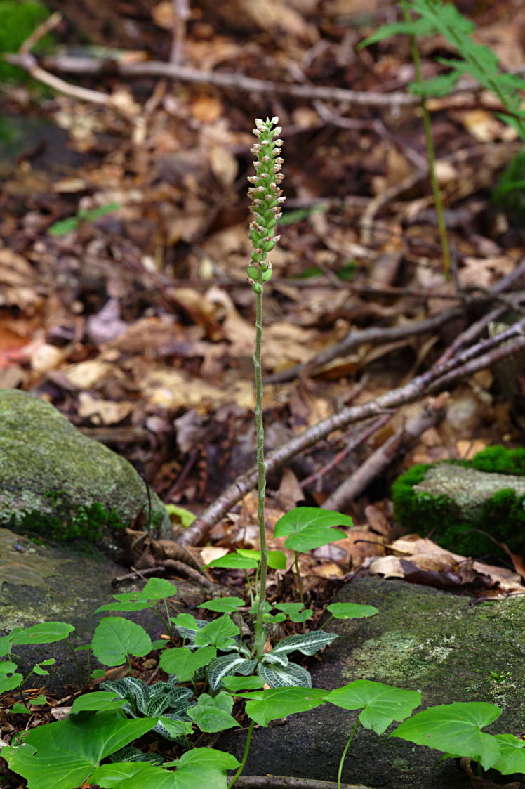 Downy Rattlesnake Plantain