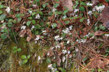 Trailing Arbutus