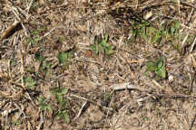 Little Ladies' Tresses