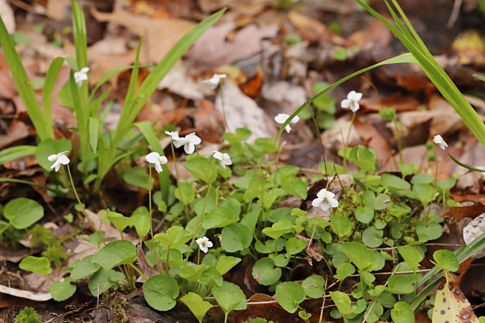 Wild White Violet