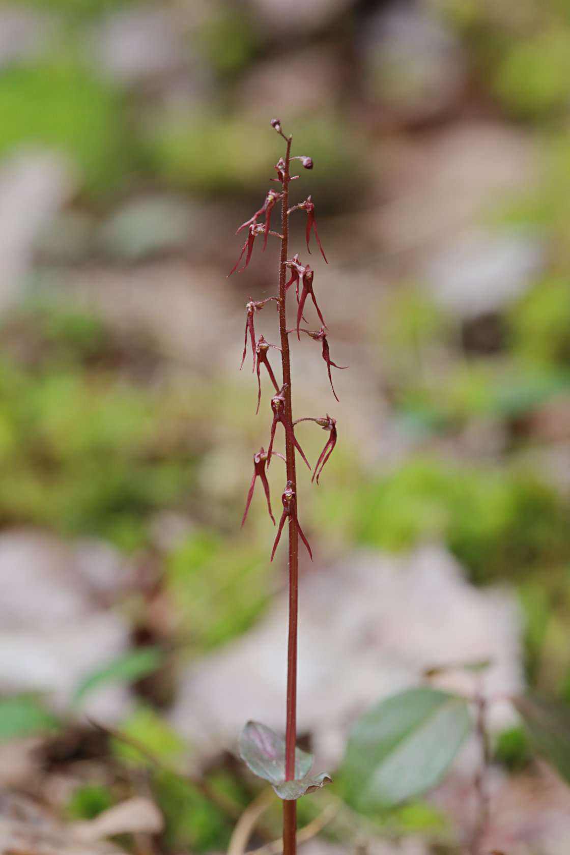 Southern Twayblade