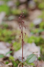 Southern Twayblade