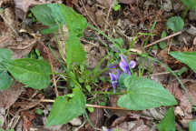 Arrow Leaved Violet